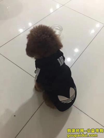 丢失一只身穿黑色阿迪达斯三叶草红棕色泰迪母犬，它是一只非常可爱的宠物狗狗，希望它早日回家，不要变成流浪狗。