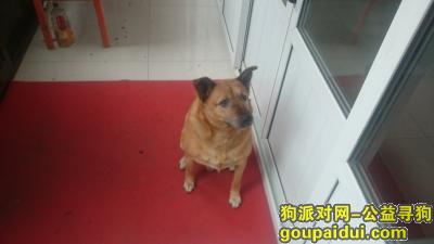 【北京找狗】，房山区韩村河镇赵各庄村19号上午10点丢失黄色土狗，它是一只非常可爱的宠物狗狗，希望它早日回家，不要变成流浪狗。