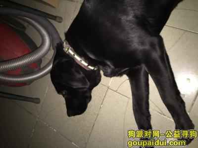 【北京捡到狗】，2016年11月19日晩上检到黑色拉不拉多犬一只，它是一只非常可爱的宠物狗狗，希望它早日回家，不要变成流浪狗。