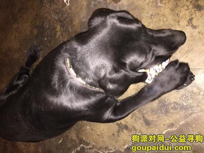 【北京捡到狗】，2016年11月19日晩上5点半左右检到一只黑色拉不拉多犬。，它是一只非常可爱的宠物狗狗，希望它早日回家，不要变成流浪狗。