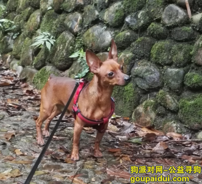 广州寻狗/寻狗启示/小鹿犬/黄华路附近丢失，它是一只非常可爱的宠物狗狗，希望它早日回家，不要变成流浪狗。