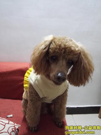 【武汉找狗】，武汉市江汉区(北湖夜市天天餐馆门口走丢)有谁在2016年5月11日后买的寻狗启示，它是一只非常可爱的宠物狗狗，希望它早日回家，不要变成流浪狗。