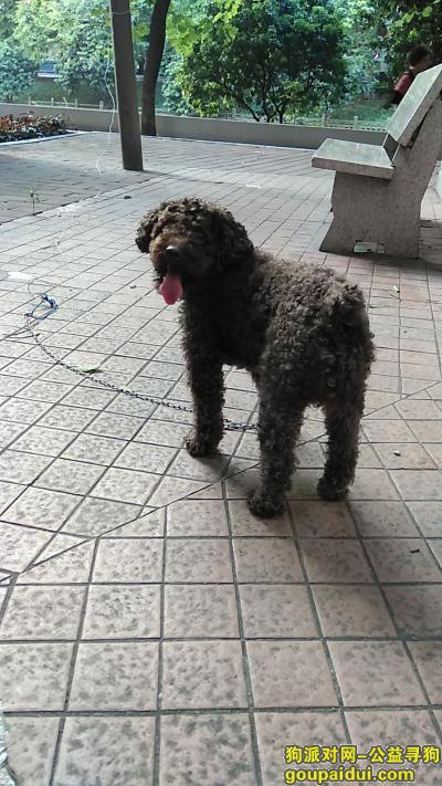 【广州找狗】，寻找爱犬泰迪，棕黑色，成年，公狗已做绝育，它是一只非常可爱的宠物狗狗，希望它早日回家，不要变成流浪狗。