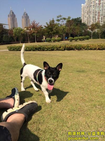 【上海找狗】，普陀区凯旋北路清水湾大酒店酬谢三万寻找狗狗，它是一只非常可爱的宠物狗狗，希望它早日回家，不要变成流浪狗。