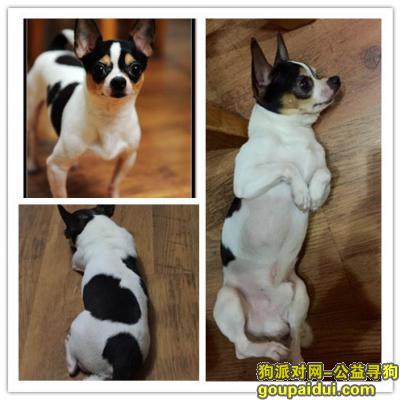 【广州找狗】，寻找吉娃娃狗，黑白颜色，体重约为1公斤，它是一只非常可爱的宠物狗狗，希望它早日回家，不要变成流浪狗。