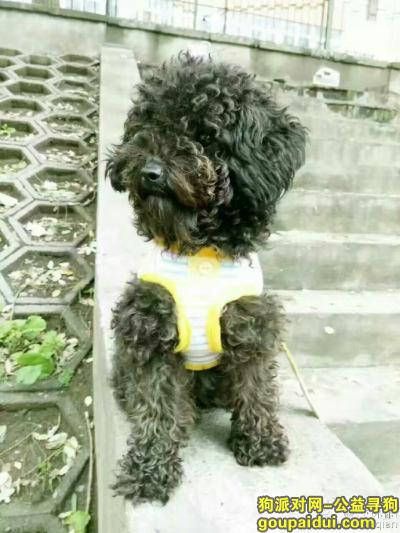 【北京找狗】，寻找我的爱宠 一黑小体泰迪，它是一只非常可爱的宠物狗狗，希望它早日回家，不要变成流浪狗。