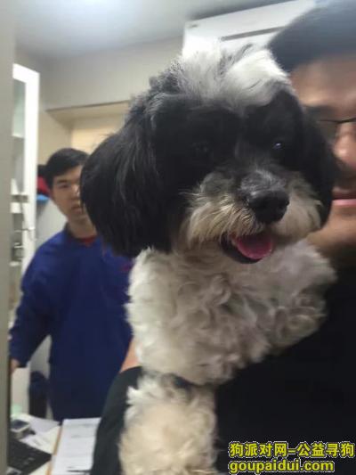 【上海找狗】，上海虹口区大连西路酬谢五千元寻狗，它是一只非常可爱的宠物狗狗，希望它早日回家，不要变成流浪狗。
