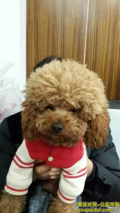 3月23日江宁百家湖附近丢失雄性泰迪犬，重谢5000元，它是一只非常可爱的宠物狗狗，希望它早日回家，不要变成流浪狗。