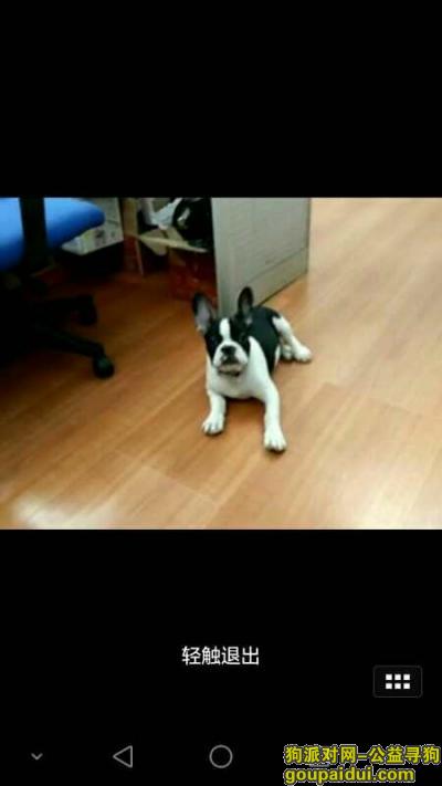 【广州找狗】，寻找黑白花法斗牛犬电话13682058874，它是一只非常可爱的宠物狗狗，希望它早日回家，不要变成流浪狗。