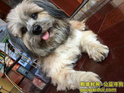 南宁寻狗启示，寻找一只中型黄色长毛北京犬，它是一只非常可爱的宠物狗狗，希望它早日回家，不要变成流浪狗。