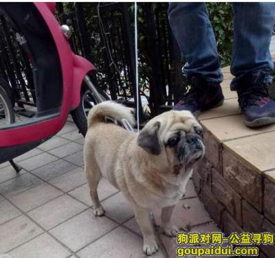 【广州捡到狗】，天河区捡到巴哥狗一只，它是一只非常可爱的宠物狗狗，希望它早日回家，不要变成流浪狗。