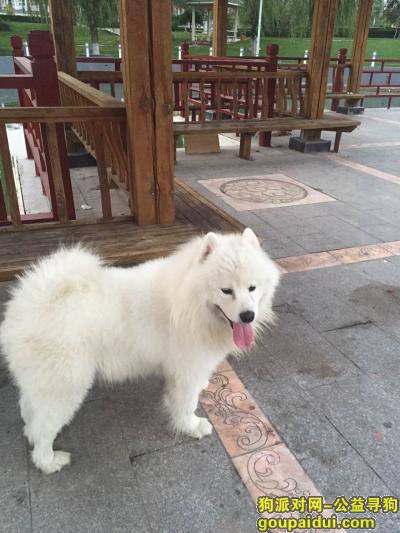 【上海找狗】，北京市房山区琉璃河镇滨水雅园酬谢一万元寻找萨摩，它是一只非常可爱的宠物狗狗，希望它早日回家，不要变成流浪狗。