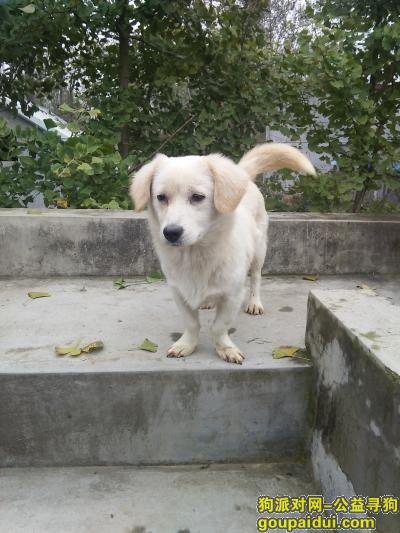 徐州找狗，寻找一只白色的小型犬，它是一只非常可爱的宠物狗狗，希望它早日回家，不要变成流浪狗。