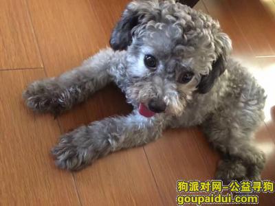【南京找狗】，11.26晚上走失小狗灰色泰迪，它是一只非常可爱的宠物狗狗，希望它早日回家，不要变成流浪狗。