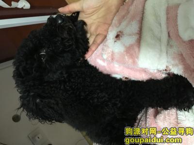 上海找狗主人，黑色泰迪走丢13814873151，大概11月23号之前，它是一只非常可爱的宠物狗狗，希望它早日回家，不要变成流浪狗。