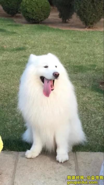 寻找丢失的白色萨摩耶狗狗，它是一只非常可爱的宠物狗狗，希望它早日回家，不要变成流浪狗。