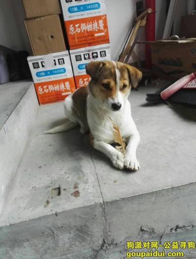 南京找狗，走失狗狗 紫杨佳园附近，它是一只非常可爱的宠物狗狗，希望它早日回家，不要变成流浪狗。