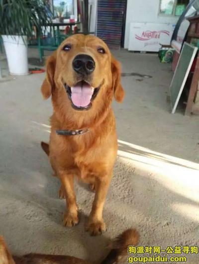 【运城找狗】，枫叶红 母金毛   3岁  一米多长四十来斤，它是一只非常可爱的宠物狗狗，希望它早日回家，不要变成流浪狗。