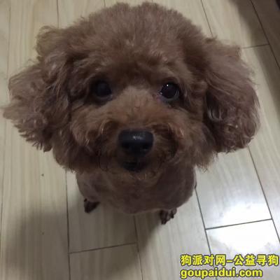 青岛寻狗启示，请大家帮花卷回家 谢谢，它是一只非常可爱的宠物狗狗，希望它早日回家，不要变成流浪狗。