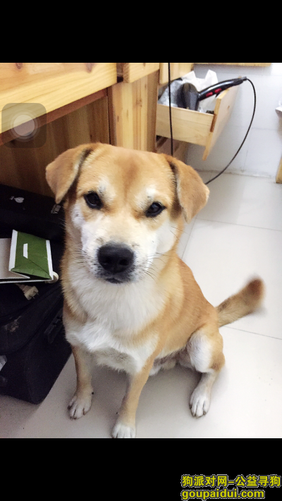 上海寻狗，，它是一只非常可爱的宠物狗狗，希望它早日回家，不要变成流浪狗。