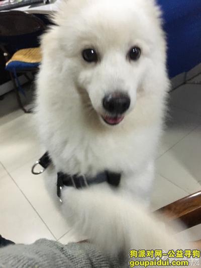 重金寻找7个月大的萨摩耶犬，它是一只非常可爱的宠物狗狗，希望它早日回家，不要变成流浪狗。