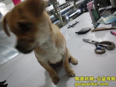 江阴，祝塘，重金寻狗，它是一只非常可爱的宠物狗狗，希望它早日回家，不要变成流浪狗。