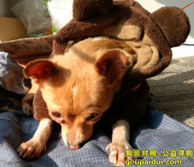 成华 凤翔华庭 小母狗寻主，它是一只非常可爱的宠物狗狗，希望它早日回家，不要变成流浪狗。