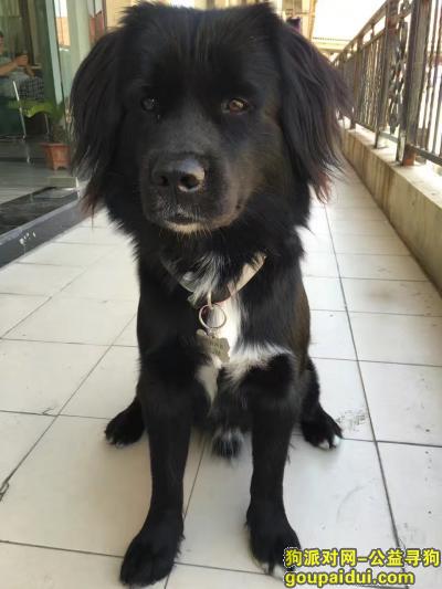 寻狗启示（黑色金毛），它是一只非常可爱的宠物狗狗，希望它早日回家，不要变成流浪狗。