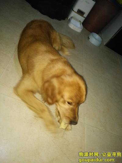 11月27日在廊坊K2狮子城公寓楼下丢失爱犬，它是一只非常可爱的宠物狗狗，希望它早日回家，不要变成流浪狗。