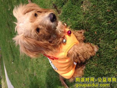 广州捡到狗，广州 花都区 新华镇 狗狗找主人，它是一只非常可爱的宠物狗狗，希望它早日回家，不要变成流浪狗。