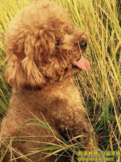 重金寻狗，红棕色成年公泰迪，它是一只非常可爱的宠物狗狗，希望它早日回家，不要变成流浪狗。