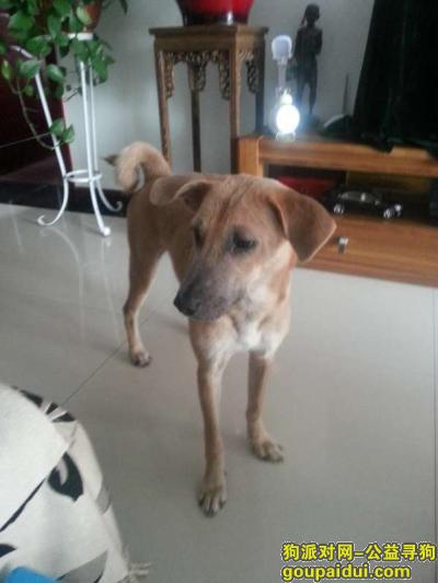 【西安找狗】，寻找土黄色拉布拉多串，它是一只非常可爱的宠物狗狗，希望它早日回家，不要变成流浪狗。