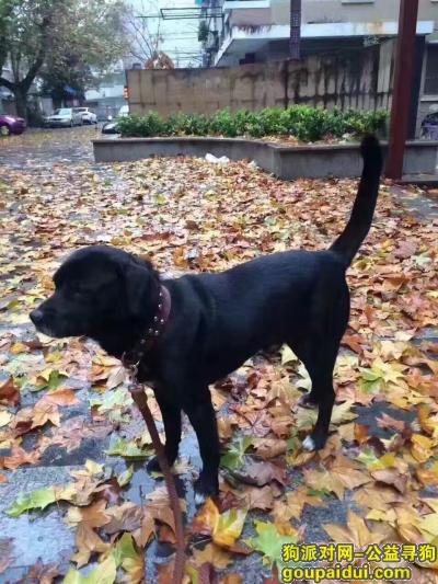 奖赏二万元人民币寻找黑色拉布拉多狗狗，它是一只非常可爱的宠物狗狗，希望它早日回家，不要变成流浪狗。