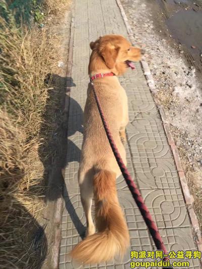 沧州市区寻找金毛逗逗，它是一只非常可爱的宠物狗狗，希望它早日回家，不要变成流浪狗。