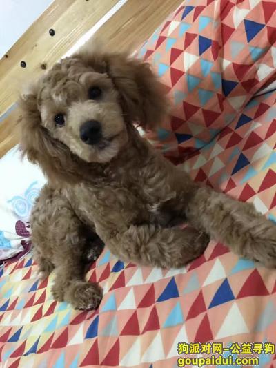 【南京找狗】，名叫串串，联系13813849210  重谢10000元，它是一只非常可爱的宠物狗狗，希望它早日回家，不要变成流浪狗。