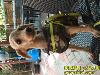 寻爱犬崽崽 2016.11.30丢失于深圳北，它是一只非常可爱的宠物狗狗，希望它早日回家，不要变成流浪狗。
