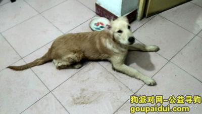 寻狗狗主人，捡到一只金毛狗狗，5个月大，它是一只非常可爱的宠物狗狗，希望它早日回家，不要变成流浪狗。