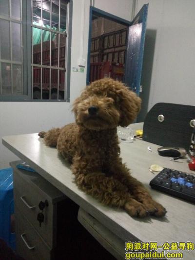 【杭州找狗】，爱犬 你快点回来吧 寻回必有重，它是一只非常可爱的宠物狗狗，希望它早日回家，不要变成流浪狗。