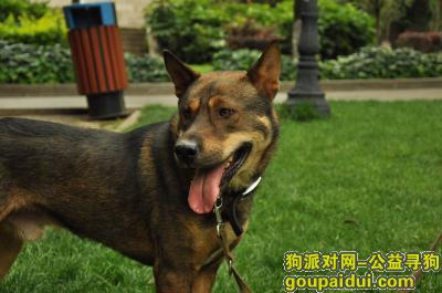 【株洲找狗】，株洲市石峰区時代路酬谢2万元寻狗狗，它是一只非常可爱的宠物狗狗，希望它早日回家，不要变成流浪狗。