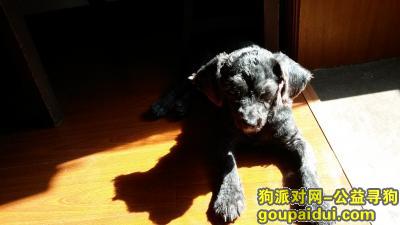 【上海找狗】，我家黑色小泰迪多多在天山地区丢失，它是一只非常可爱的宠物狗狗，希望它早日回家，不要变成流浪狗。