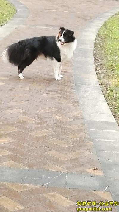 爱犬边牧快回家，11个月，公的，体重20多斤，脸上右侧黑痣较多，它是一只非常可爱的宠物狗狗，希望它早日回家，不要变成流浪狗。