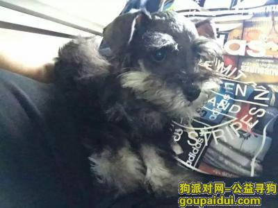 于2016年12月5日在云南省昆明市宜良县汤池镇丢失一只雪纳瑞，它是一只非常可爱的宠物狗狗，希望它早日回家，不要变成流浪狗。
