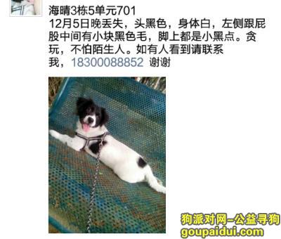 佛山丢狗，顺德北滘12月5晚丢失，它是一只非常可爱的宠物狗狗，希望它早日回家，不要变成流浪狗。