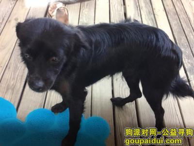 千元寻狗- 大梅沙盐梅路走失狗狗，它是一只非常可爱的宠物狗狗，希望它早日回家，不要变成流浪狗。