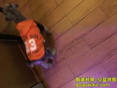 【上海捡到狗】，宝山区恒高路捡到灰色雪纳瑞，它是一只非常可爱的宠物狗狗，希望它早日回家，不要变成流浪狗。