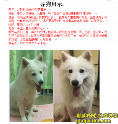 【广州找狗】，重金寻狗，提供信息有大小红包！感谢，它是一只非常可爱的宠物狗狗，希望它早日回家，不要变成流浪狗。