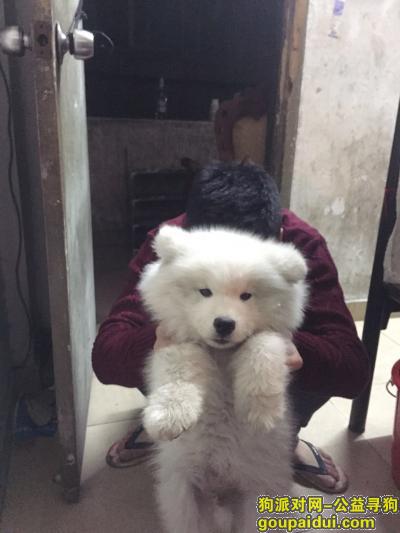 广州寻狗主人，同事7号晚上在番禺捡到一条小狗！，它是一只非常可爱的宠物狗狗，希望它早日回家，不要变成流浪狗。