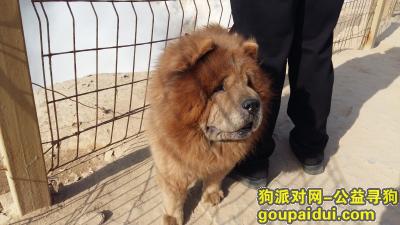 【北京找狗】，平谷区 黄色公松狮犬 小体型带项圈链子 12月8日林荫家园附近走失，它是一只非常可爱的宠物狗狗，希望它早日回家，不要变成流浪狗。