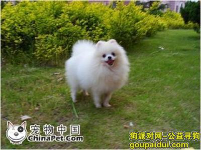 【郑州捡到狗】，捡到迷路白色博美一只，失主请尽快联系（不会传照片图为网图），它是一只非常可爱的宠物狗狗，希望它早日回家，不要变成流浪狗。