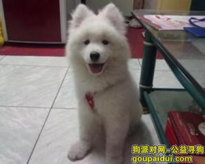 【广州找狗】，寻狗启示，谢谢大家。，它是一只非常可爱的宠物狗狗，希望它早日回家，不要变成流浪狗。